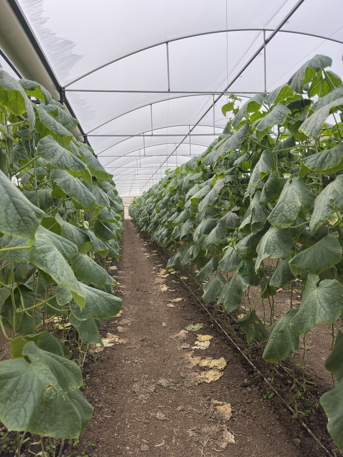 Rows of cucumber plants growing in the H.S.K greenhouse