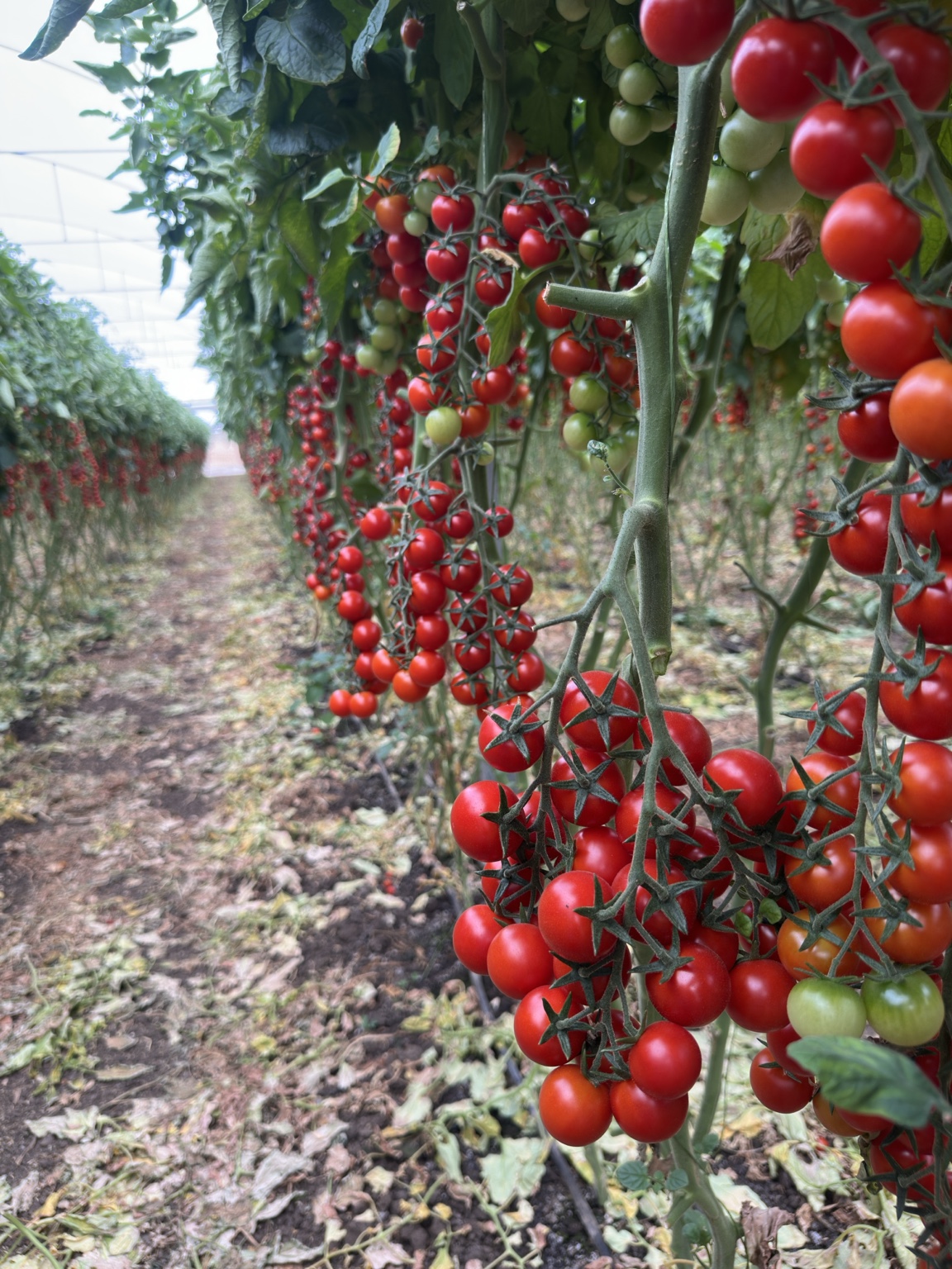 Cherry truss tomatoes ripening on vines in the H.S.K greenhouse